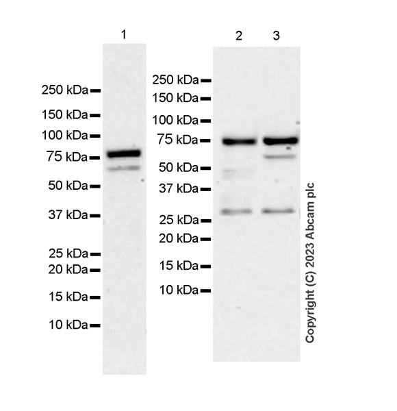 Western blot - Anti-MBD4/MED1 antibody [EPR28263-16] (AB315462)