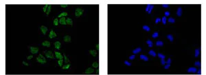 Immunocytochemistry/ Immunofluorescence - Anti-MBIP antibody [EPR13951] (AB186750)