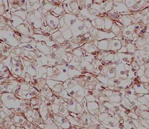 Immunohistochemistry (Formalin/PFA-fixed paraffin-embedded sections) - Anti-MBIP antibody [EPR13951] (AB186750)
