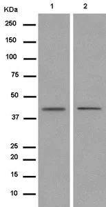 Western blot - Anti-MBIP antibody [EPR13951] (AB186750)