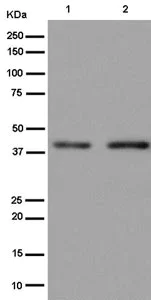 Western blot - Anti-MBIP antibody [EPR13951] (AB186750)