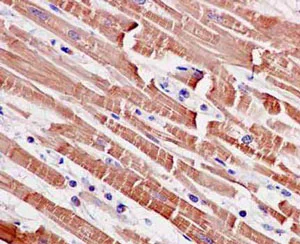 Immunohistochemistry (Formalin/PFA-fixed paraffin-embedded sections) - Anti-MBIP antibody [EPR13951] - BSA and Azide free (AB250901)