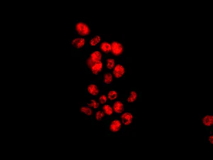 Immunocytochemistry/ Immunofluorescence - Anti-MBIP antibody [EPR13952] - BSA and Azide free (AB250302)