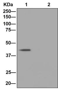 Immunoprecipitation - Anti-MBIP antibody [EPR13952] - BSA and Azide free (AB250302)