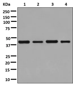 Western blot - Anti-MBIP antibody [EPR13952] - BSA and Azide free (AB250302)