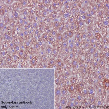Immunohistochemistry (Formalin/PFA-fixed paraffin-embedded sections) - Anti-MBL1+MBL2 antibody [EPR18381-156] (AB190834)