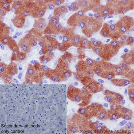 Immunohistochemistry (Formalin/PFA-fixed paraffin-embedded sections) - Anti-MBL1+MBL2 antibody [EPR18381-156] - BSA and Azide free (AB232251)