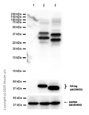 Western blot - Anti-MBL1+MBL2 antibody [EPR18381-156] - BSA and Azide free (AB232251)
