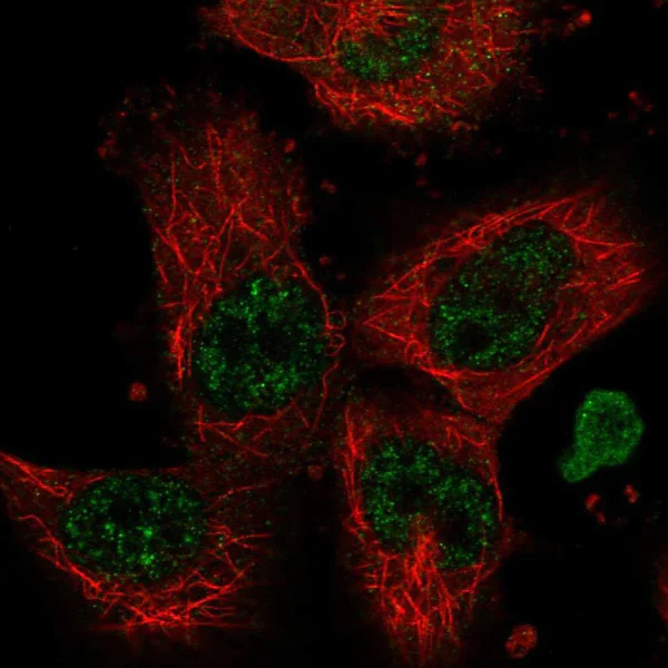 Immunocytochemistry/ Immunofluorescence - Anti-MBLAC2 antibody (AB122411)