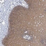 Immunohistochemistry (Formalin/PFA-fixed paraffin-embedded sections) - Anti-MBLAC2 antibody (AB122411)