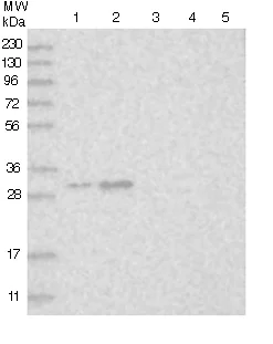 Western blot - Anti-MBLAC2 antibody (AB122411)
