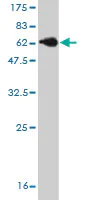Western blot - Anti-MBNL1 antibody [1D11] (AB77017)