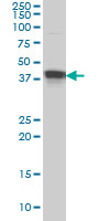 Western blot - Anti-MBNL1 antibody [1D11] (AB77017)