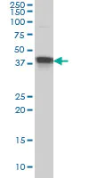 Western blot - Anti-MBNL1 antibody [1D11] (AB77017)