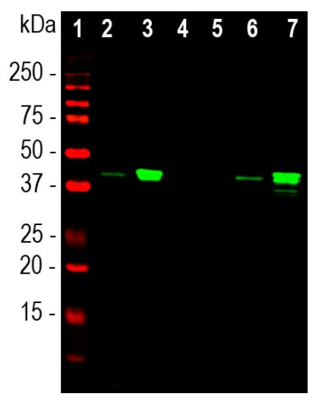 Western blot - Anti-MBNL1 antibody [1H1] (AB277620)