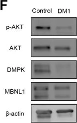 Western blot - Anti-MBNL1 antibody (AB45899)
