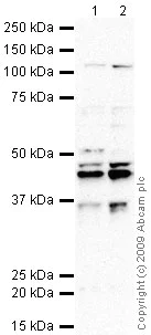 Western blot - Anti-MBNL1 antibody (AB45899)