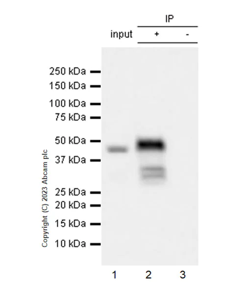 Immunoprecipitation - Anti-MBNL1 antibody [EPR26983-11] (AB309348)