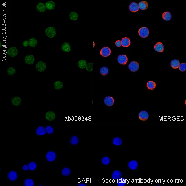 Immunocytochemistry/ Immunofluorescence - Anti-MBNL1 antibody [EPR26983-11] - BSA and Azide free (AB309349)
