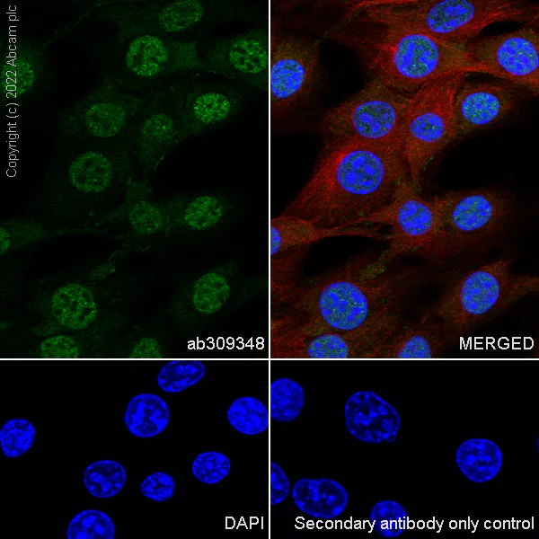 Immunocytochemistry/ Immunofluorescence - Anti-MBNL1 antibody [EPR26983-11] - BSA and Azide free (AB309349)