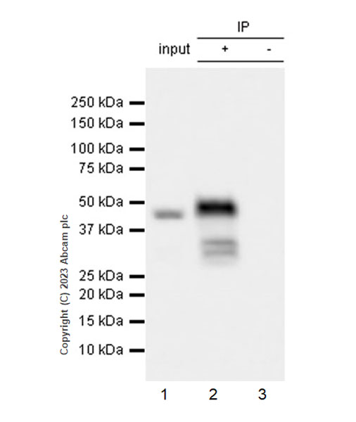 Immunoprecipitation - Anti-MBNL1 antibody [EPR26983-11] - BSA and Azide free (ab309349), expandable thumbnail