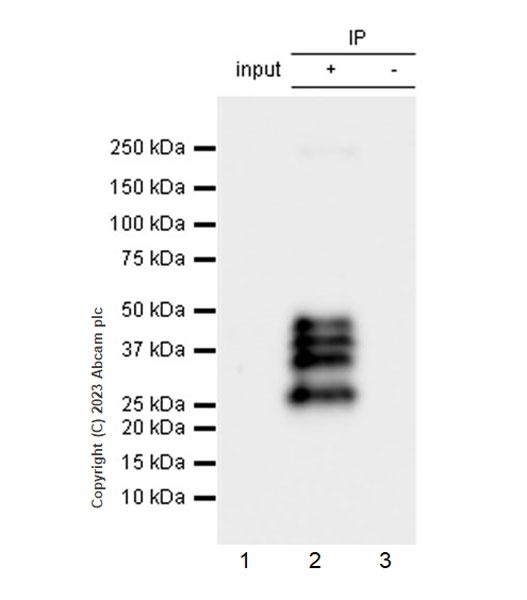 Immunoprecipitation - Anti-MBNL1 antibody [EPR26983-11] - BSA and Azide free (AB309349), expandable thumbnail