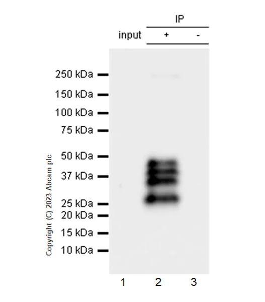 Immunoprecipitation - Anti-MBNL1 antibody [EPR26983-11] - BSA and Azide free (AB309349)
