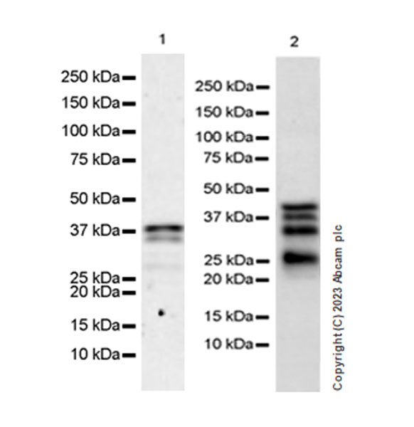 Western blot - Anti-MBNL1 antibody [EPR26983-11] - BSA and Azide free (ab309349), expandable thumbnail