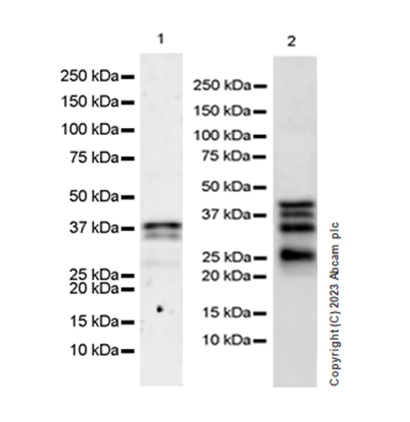 Western blot - Anti-MBNL1 antibody [EPR26983-11] - BSA and Azide free (AB309349)