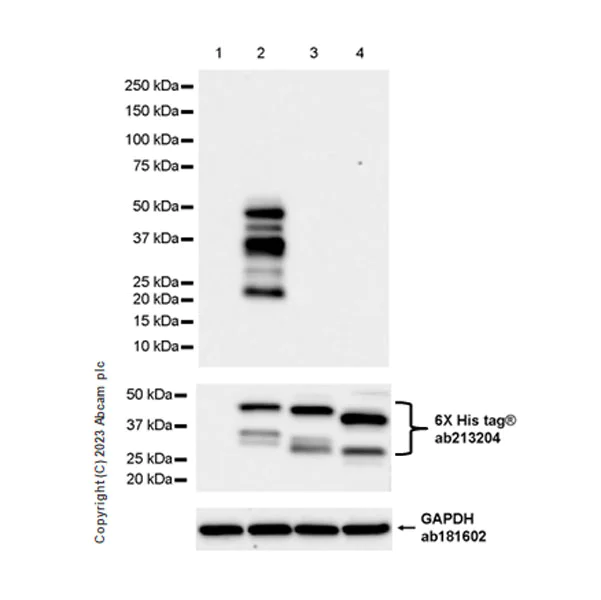Western blot - Anti-MBNL1 antibody [EPR26983-11] - BSA and Azide free (AB309349)