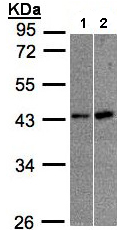 Western blot - Anti-MBNL3 antibody (AB96179), expandable thumbnail