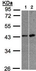 Western blot - Anti-MBNL3 antibody (AB96179)