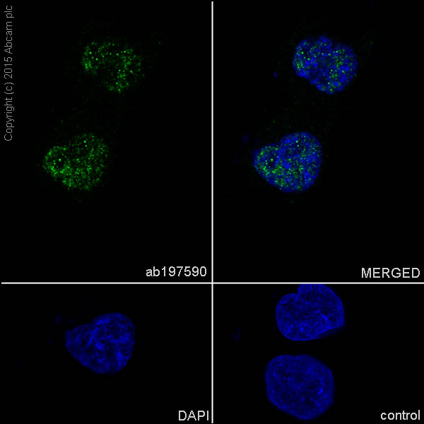 Immunocytochemistry/ Immunofluorescence - Anti-MBNL3 antibody [EPR16337] (AB197590)