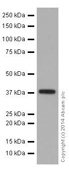 Western blot - Anti-MBNL3 antibody [EPR16337] - BSA and Azide free (AB251241)