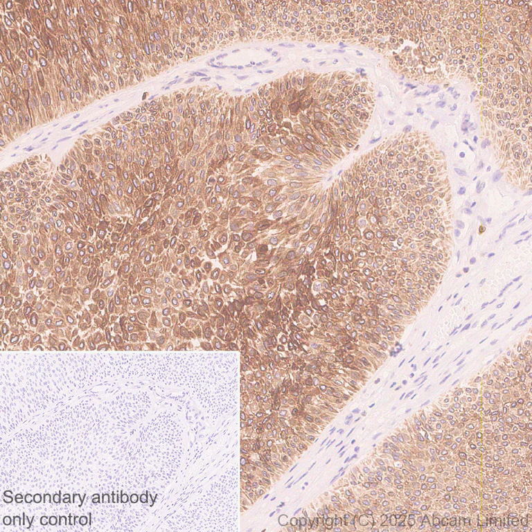 Immunohistochemistry (Formalin/PFA-fixed paraffin-embedded sections) - Anti-MBOAT7 antibody [EPR30427-503] (AB325494)