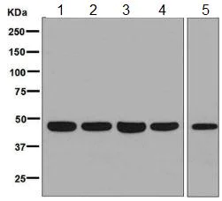Western blot - Anti-MC-2 antibody [EPR8386] - BSA and Azide free (AB248599)