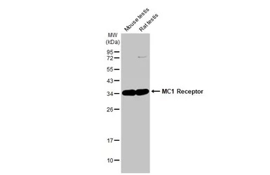 Western blot - Anti-MC1-R antibody [HL1470] - BSA and Azide free (AB313854), expandable thumbnail