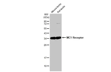 Western blot - Anti-MC1-R antibody [HL1470] - BSA and Azide free (AB313854)