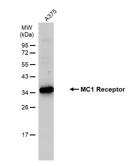 Western blot - Anti-MC1-R antibody [HL1470] - BSA and Azide free (AB313854), expandable thumbnail