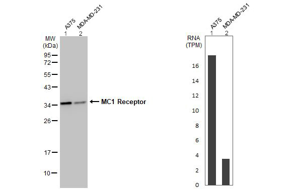 Western blot - Anti-MC1-R antibody [HL1470] - BSA and Azide free (AB313854), expandable thumbnail