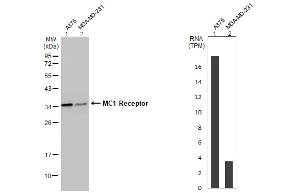 Western blot - Anti-MC1-R antibody [HL1470] - BSA and Azide free (AB313854)