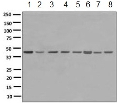 Western blot - Anti-MC4-R antibody [EPR6534(2)(ABC)] (AB150419), expandable thumbnail