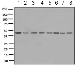 Western blot - Anti-MC4-R antibody [EPR6534(2)(ABC)] - BSA and Azide free (AB248980)