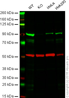 Western blot - Anti-MCAK antibody [2488C3a] (AB50778), expandable thumbnail
