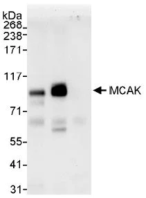 Immunoprecipitation - Anti-MCAK antibody (AB71706)