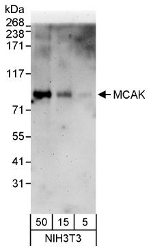 Western blot - Anti-MCAK antibody (AB71706), expandable thumbnail