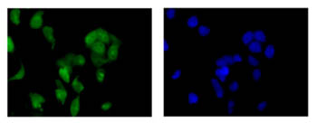 Immunocytochemistry/ Immunofluorescence - Anti-MCAK antibody [EPR14838] (AB187652), expandable thumbnail