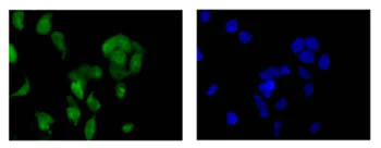 Immunocytochemistry/ Immunofluorescence - Anti-MCAK antibody [EPR14838] (AB187652)