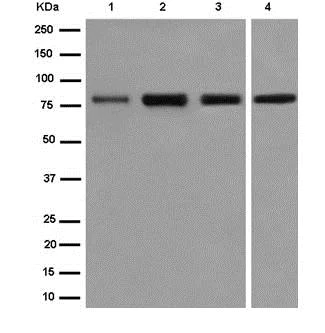 Western blot - Anti-MCAK antibody [EPR14838] - BSA and Azide free (AB250931)