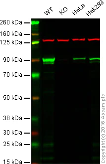 Western blot - Anti-MCAK antibody [EPR14838] - BSA and Azide free (AB250931)
